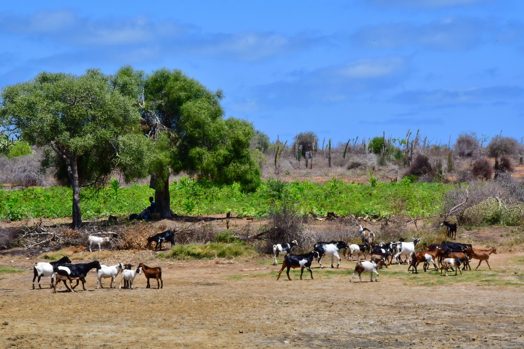 Piste to Toliara